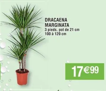 dracaena marginata 3 pieds, pot de 21 cm 100 à 120 cm  17 €99 