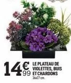 le plateau de violettes, buis 99 et chardons  14€ 