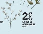 2€  LA TIGE DE GYPSOPHILES  64 cm 