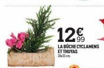 12€  LA BÜCHE CYCLAMENS ET THUYAS 20x33cm. 