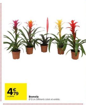 €  4.99  La plante  Bromelia  Ⓒ12 cm. Différents coloris et variétés 