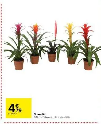 €  4.99  la plante  bromelia  ⓒ12 cm. différents coloris et variétés 