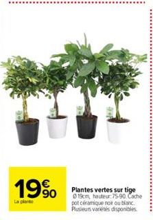 19%  La planto  Plantes vertes sur tige 019cm, hauteur: 75-90. Cache pot céramique noir ou blanc. Plusieurs variétés disponibles. 