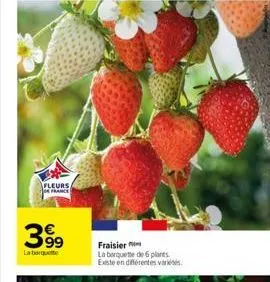 fleurs/ france  399  la barquette  fraisier  la berquette de 6 plants. existe en différentes var 