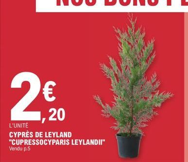 2  €  20  L'UNITÉ  CYPRÈS DE LEYLAND "CUPRESSOCYPARIS LEYLANDII" Vendu p.5 