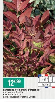 FRANCE  Bretagne (29)  12 €99  Bambou sacré (Nandina Domestica)  • le conteneur de 4 litres  • hauteur 40 à 50 cm  existe en Fusain et différentes variétés 