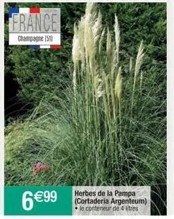 france  champagne (51)  herbes de la pampa (cortaderia argenteum) le conteneur de 4 litres 