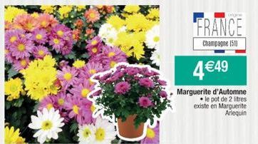 ongne  FRANCE  Champagne (51)  4€49  Marguerite d'Automne • le pot de 2 litres existe en Marguerite Arlequin 