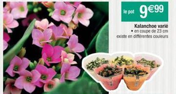 le pot 9€99  Kalanchoe varié en coupe de 23 cm existe en différentes couleurs 