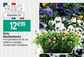 FRANCE  Champagne (51)  12 €99  Viola Muelhenbecka  en jardinière de 40 cm existe en mélange d'association d'espèces 