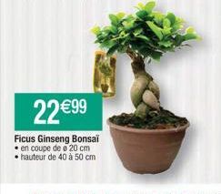 ficus ginseng 