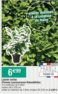 6€99  plante destinée à la création de haies  FRANCE  Bretagne (29) 