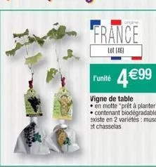 onne  france  lot(46)  r'unité 4€99  vigne de table  en motte "prêt à planter" contenant biodégradable existe en 2 variétés: muscat et chasselas 