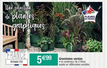 Une selection  de plantes graphiques  FRANCE  Bretagne (29)  5 €99  FLEURS DE FRANCE  Graminées variées • le conteneur de 2 litres existe en différentes variétés 