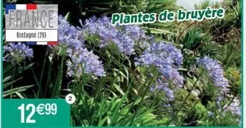france  bretagne (29)  plantes de bruyère 