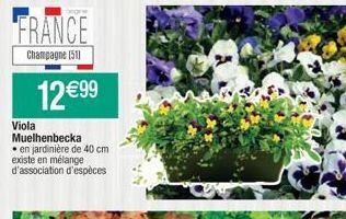 FRANCE  Champagne (51)  12 €99  Viola Muelhenbecka  • en jardinière de 40 cm existe en mélange d'association d'espèces 