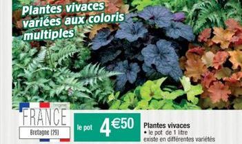 Plantes vivaces variées aux coloris multiples  FRANCE  Bretagne (29)  le pot  4€50  Plantes vivaces  le pot de 1 litre existe en différentes variétés 
