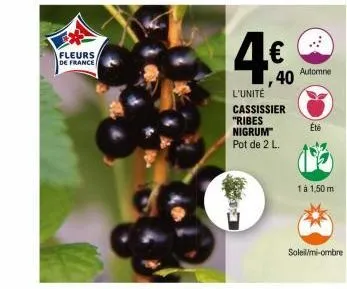 fleurs  de france  4€  40  l'unité cassissier "ribes nigrum™ pot de 2 l.  automne  été  1 à 1,50 m  soleil/mi-ombre  