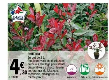 fleurs de france)  photinia en pot de 2 l. plusieurs variétés d'arbustes de haie à feuillage persistants. disponibles au choix : laurier  30 in, oranger du mexique, 