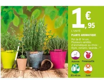 €  ,95  l'unité  plante aromatique pot de ø 14 cm. plusieurs variétés  d'aromatiques au choix : thym, romarin, lavande...  automne printemps/eté  20 à 40 cm  soleil 