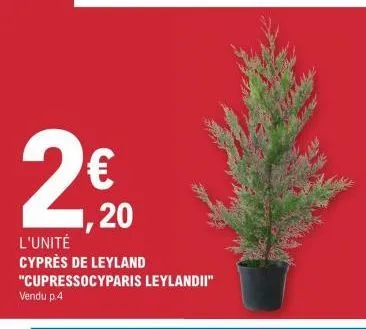 € 20  2  l'unité cyprès de leyland "cupressocyparis leylandii" vendu p.4 
