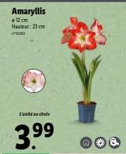 Amaryllis  o 12 cm Hauteur: 23 cm 5572  L'unité uchols  3.9⁹9⁹  A 