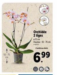 55-75 cm  W  Orchidée 2 tiges  12 cm Hauteur: 55-75 cm  162737 L'unité au chols  699 