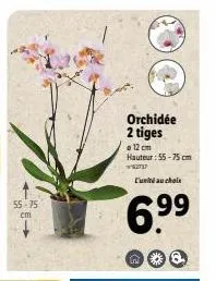 55-75 cm  w  orchidée 2 tiges  12 cm hauteur: 55-75 cm  162737 l'unité au chols  699 