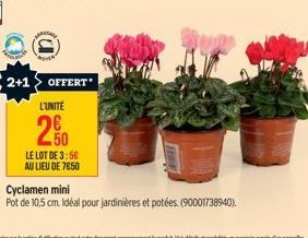 2+1> OFFERT* L'UNITÉ  20  LE LOT DE 3:56 AU LIEU DE 7850  Cyclamen mini  Pot de 10,5 cm. Idéal pour jardinières et potées. (90001738940). 