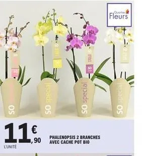 os  11€  l'unité  jepads os  phalenopsis 2 branches 1,90 avec cache pot bio  r1- so special  fleurs  so special 