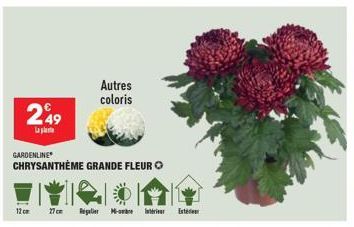 249  apartme  GARDENLINE  CHRYSANTHEME GRANDE FLEUR  12 cm 27cm Regler M-t  Autres coloris  Esteder 