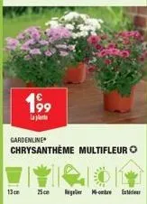 13 cm  199  la  gardenline  chrysanthème multifleur  25ce regre ext 