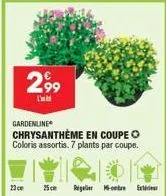 gardenline  chrysanthème en coupe coloris assortis. 7 plants par coupe.  13  2,99  l'  25 cm  regler-ret 