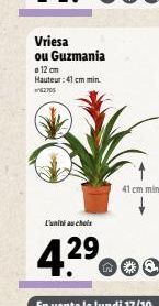 Vriesa ou Guzmania  12 cm Hauteur: 41 cm min. 2705  L'unité au choix  4.29  41 cm min. 