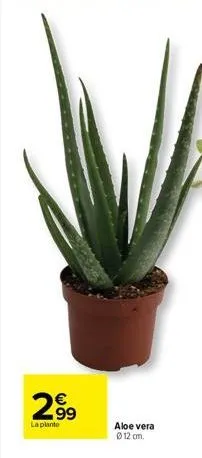 aloe vera 