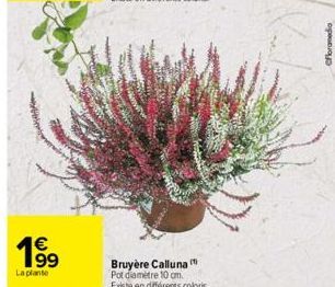 19⁹  €  La plante  Bruyère Calluna Pot diamètre 10 cm. Existe en différents coloris  Cfloramedia 