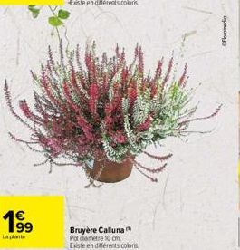 1⁹9  La plante  Bruyère Calluna Pot diamètre 10 cm. Existe en différents coloris  Oframedia 