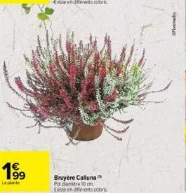 1⁹9  la plante  bruyère calluna pot diamètre 10 cm. existe en différents coloris  oframedia 