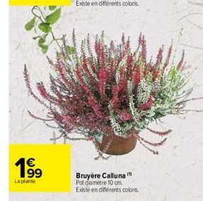 19⁹  €  La plante  Bruyère Calluna Pot diamètre 10 cm.  Existe en différents coloris 