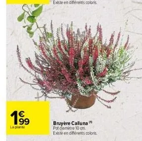 19⁹  €  la plante  bruyère calluna pot diamètre 10 cm.  existe en différents coloris 