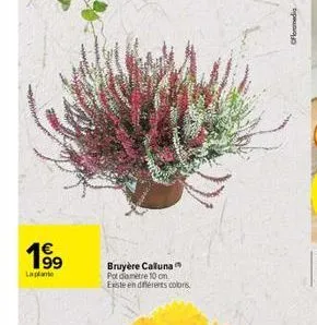 199  la plante  bruyère calluna pot diamètre 10 cm. este en différents colors.  ofloramedia 