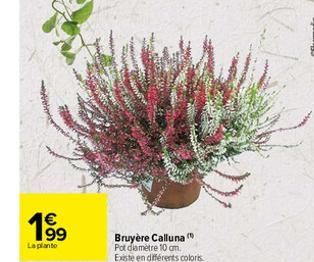 19⁹  La planto  Bruyère Calluna Pot diamètre 10 cm. Existe en différents coloris  CFloramedia 