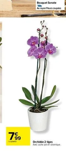 199  la plante  bouquet sonate au rayon fleurs coupées  orchidée 2 tiges  avec cache pot en céramique. 