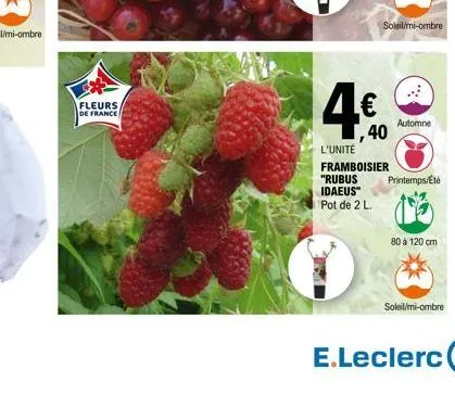 fleurs  de france  4€  ,40  soleil/mi-ombre  l'unité framboisier "rubus idaeus™ pot de 2 l.  automne  printemps/eté  80 à 120 cm  soleil/mi-ombre 