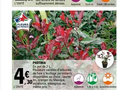 l'unité  fleurs  de france  photinia en pot de 2 l. plusieurs variétés d'arbustes de haie à feuillage persistants disponibles au choix : laurier  30 in, oranger du mexique, 