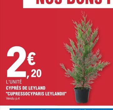2€  1,20  L'UNITÉ  CYPRÈS DE LEYLAND  "CUPRESSOCYPARIS LEYLANDII" Vendu p.4 