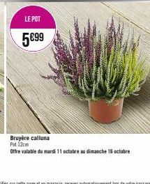 LE POT  5€99  Bruyère calluna Put 12cm  Offre valable du mardi 11 octobre au dimanche 16 octobre 