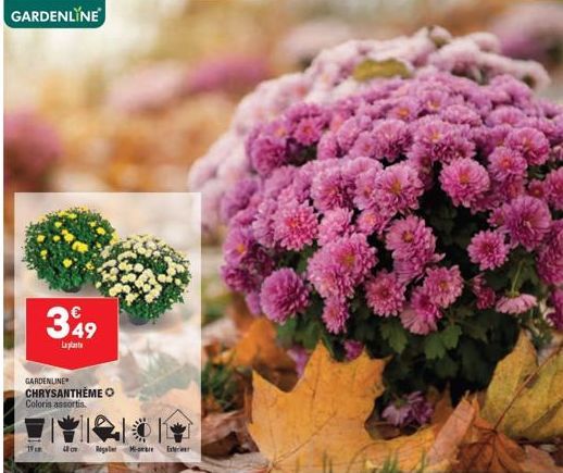 GARDENLINE  349  Lalat  GARDENLINE  CHRYSANTHÈME Coloris assortis.  19cm  48  Rigler Mar  Exterier 