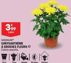3,99  la plat  gardenline chrysanthème  à grosses fleurs ⓒ  coloris assortis.  15cm 15cm regulier more ex 