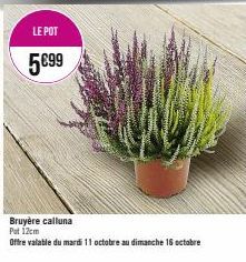 LE POT  5€99  Bruyère calluna Put 12cm  Offre valable du mardi 11 octobre au dimanche 16 octobre 